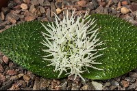Massonia pygmaea subsp pygmaea